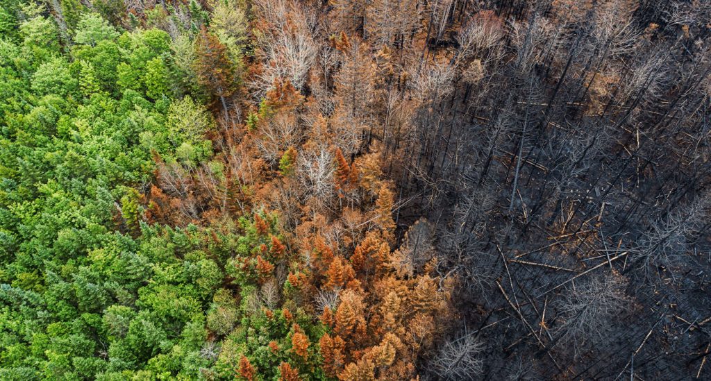 Aerial view of a forest, half of which has burned down due to wildfire