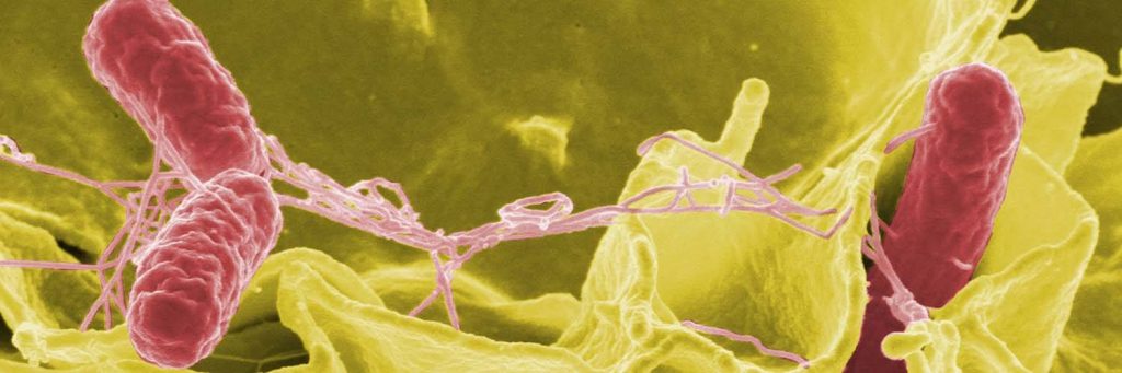 Pathogens up close that could carry foodborne Illnesses