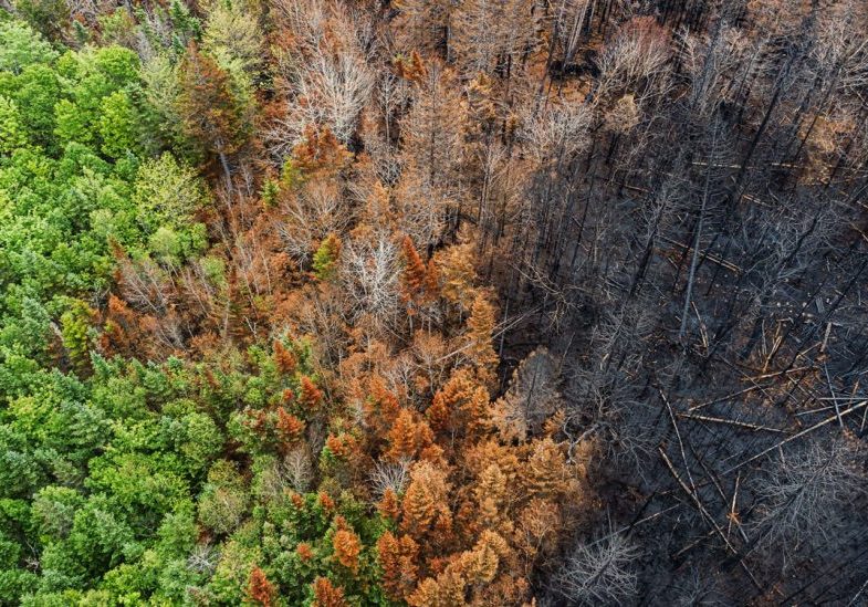 Aerial view of a forest, half of which has burned down due to wildfire