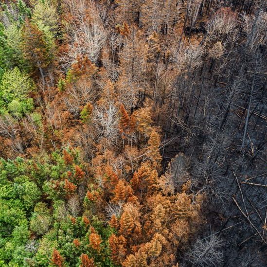 EIO-RB-Wildfire-hero Aerial view of a forest, half of which has burned down due to wildfire