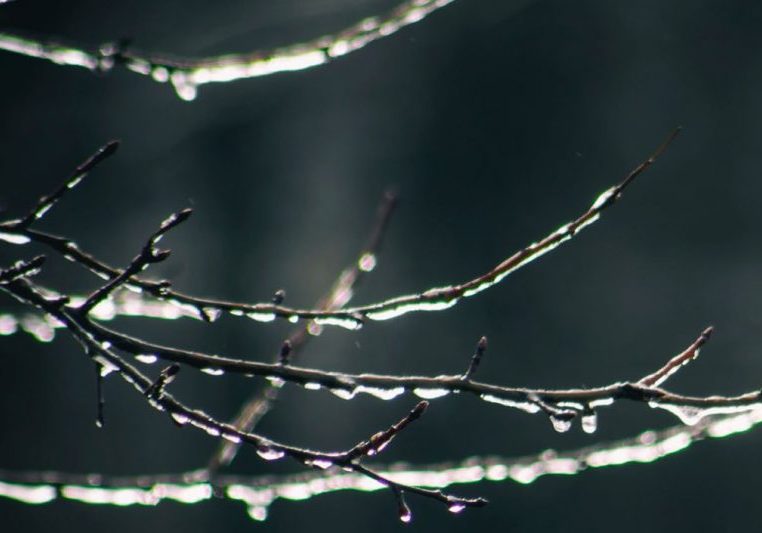 Close up of a frozen tree branch