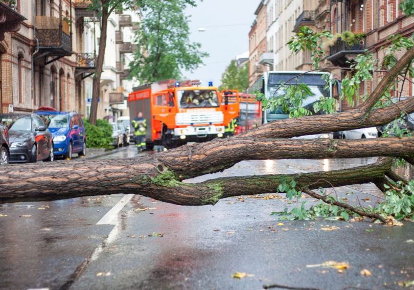 A city street closed off with a large fallen tree across the span. There are firetrucks in the background