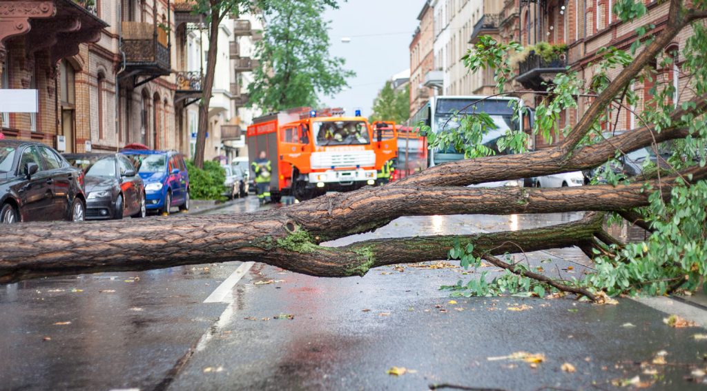 A city street closed off with a large fallen tree across the span. There are firetrucks in the background